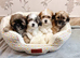 Adorable Shih Tzu Puppies