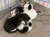 Kittens !!!