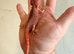 Red monster baby bearded dragons