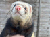 Male ferret
