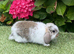 Pure bred mini lop