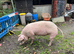 Welsh x P-Train Boar Pig - 2 Years Old for sale