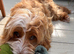 Adorable Cockerpoo Stud