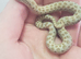 Albino Caramel &   Frosted 66% Het Albino 50% Het Sable