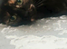 Female Part siamese choc brown  totoishell