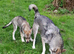 LEO Tamaskan male puppy now available fully vac and embarked. Pedigree and Registered