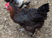 Burford brown hen