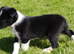 Top quality Border Collie Pups