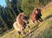 IMHPS Mini shetland yearling colt blue roan and white.