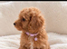 Toy poodle x Asian poodle