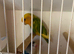 Fisher Lovebirds