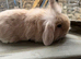 Lion head lop doe