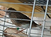Canaries Canaries