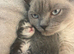 4 kittens