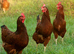 Rhode Island Red Chicks Hatching Soon &ndash; Reserve Now
