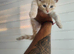 Kittes maine coon mix