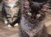 6 maincoon maybe cross ragdoll