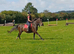 15h3 Standard bred Mare