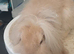 2 lionhead boys