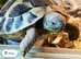 Hermann tortoise