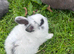 3 baby bunnies
