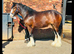 QUALITY 4yr old Registered shire mare