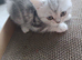 Scottish kittens