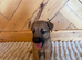 Lakeland male puppy