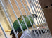 Bonded pair crimson bellied conure