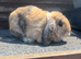 Adult lop