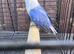Disabled Lovebirds looking for new home