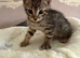Last female kitten