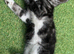 Gorgeous tuxedo kittens