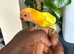 Lovebird