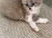 Ragdoll Cross Ready now