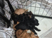 6 yorkiepoos