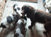 Cocker spaniel puppies