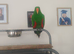 Male eclectus approximately 8 years old