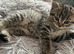 Male kitten(Chinchilla/British shorthair)