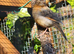 Male and female canaries