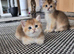 Chunky Scottish kittens