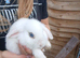 Female mini lops