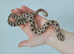 Breeding pair of hognoses Axanthic Condas Het Stormcloud Toxic & Snow CB23