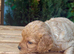 Cottage Cavapoo puppies 5* Council reg’d
