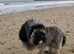 CINDY – 1 .5 YEAR OLD FEMALE SEEKING A LOVING FOREVER HOME