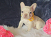 KC Registered French Bulldog Puppies – Ready to Reserve