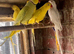Ringnecks & Lovebirds