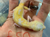 Albino leopard gecko cb26