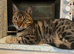 Beautiful bengal (male, neutered)