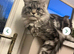 Maine coon ragdoll mix
